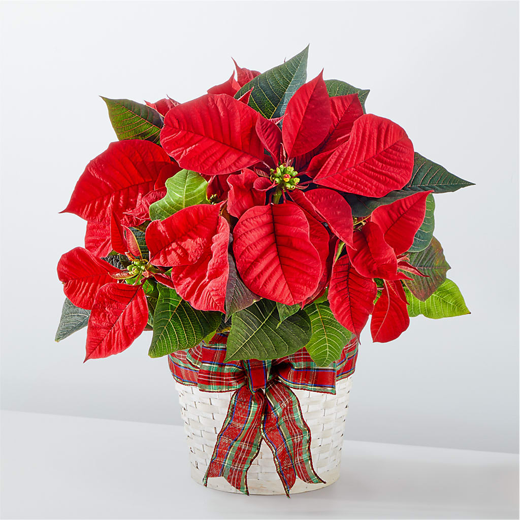 Happiest Holidays Poinsettia – Executive Flowers, El Paso TX