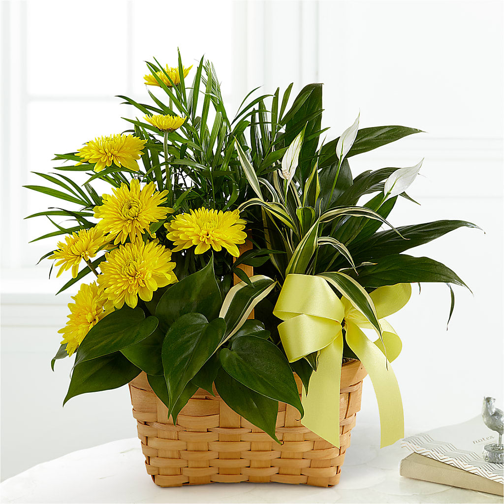 Loving Light Dishgarden – Executive Flowers, El Paso TX