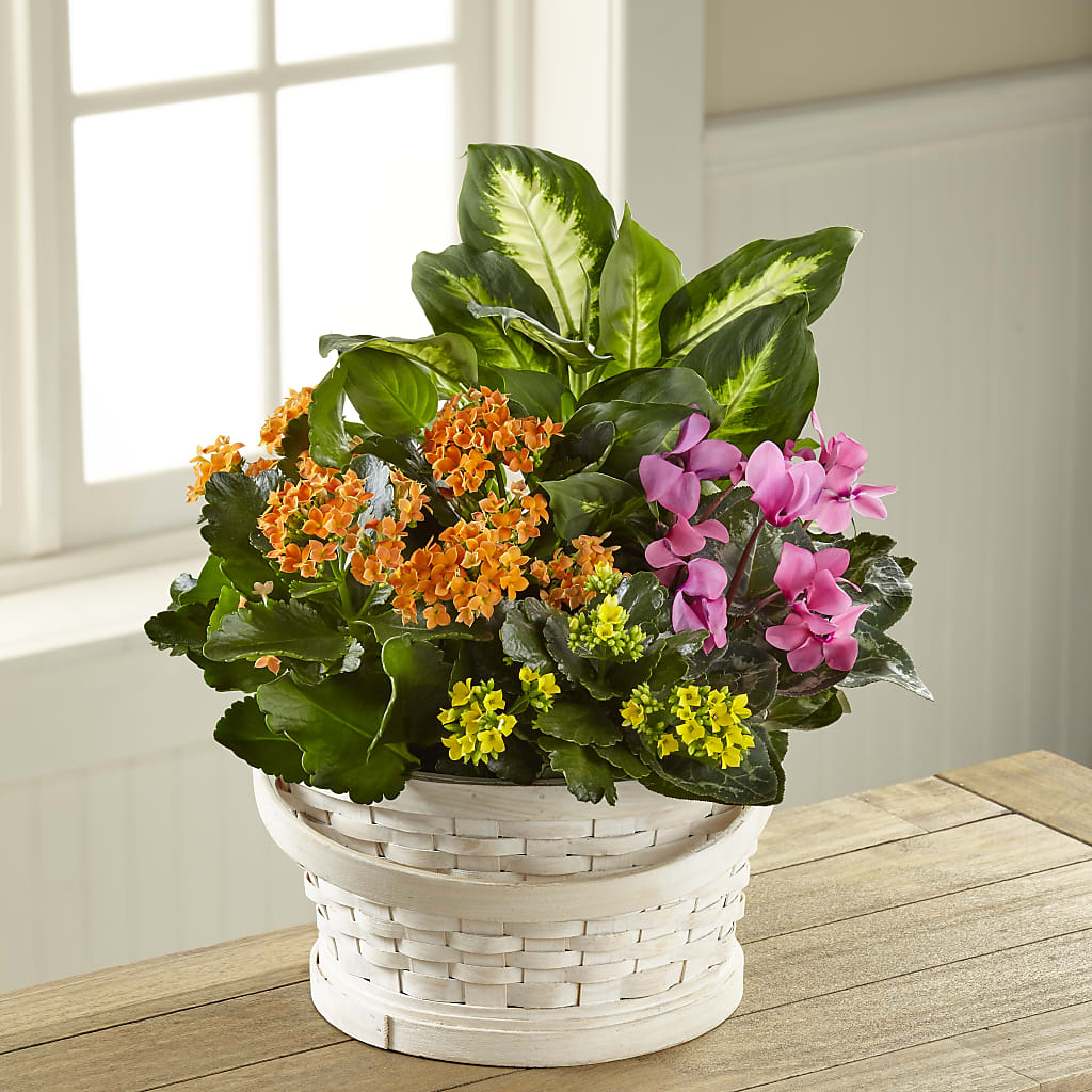 Color Crush Dishgarden – Executive Flowers, El Paso TX