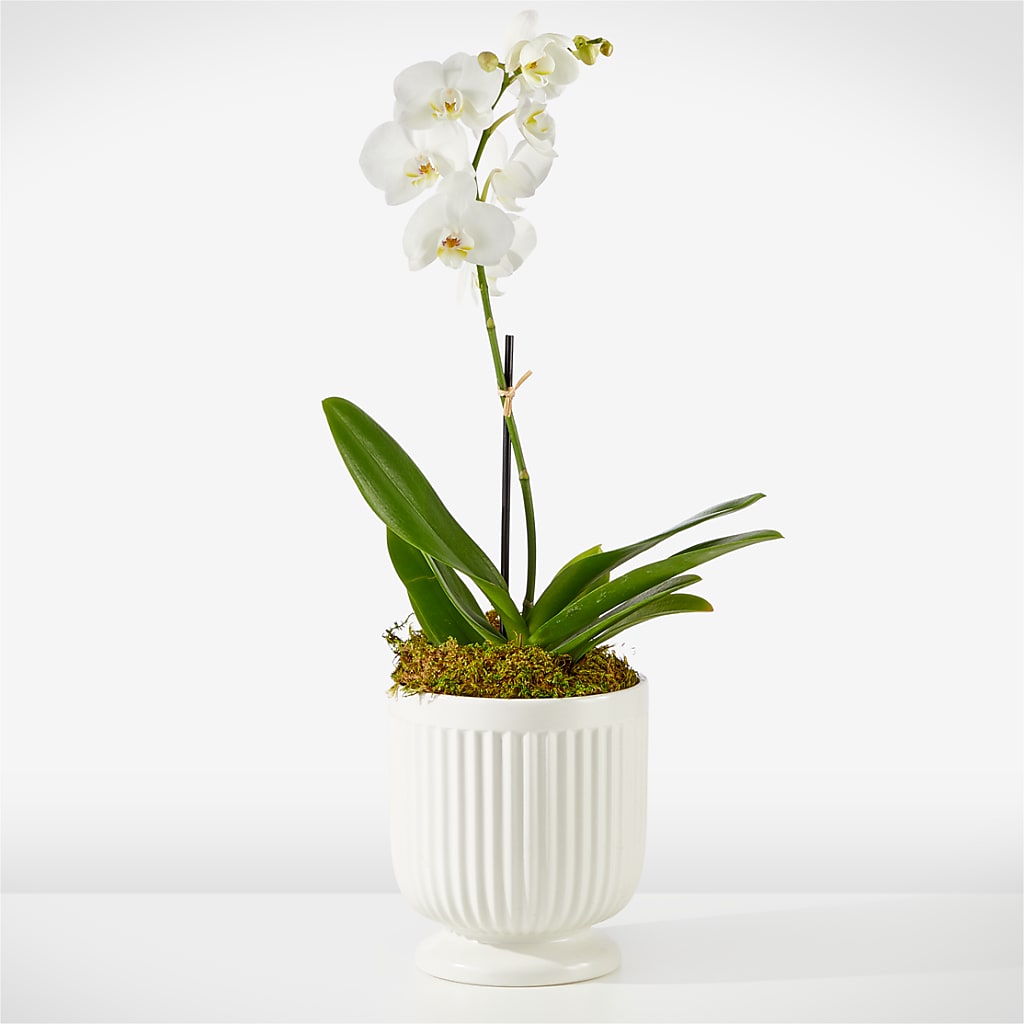 Whispering White Orchid – Executive Flowers, El Paso TX