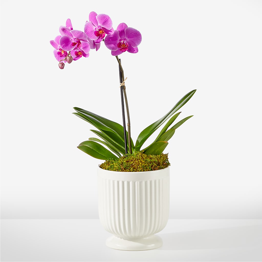 Friendly Fuchsia Orchid – Executive Flowers, El Paso TX