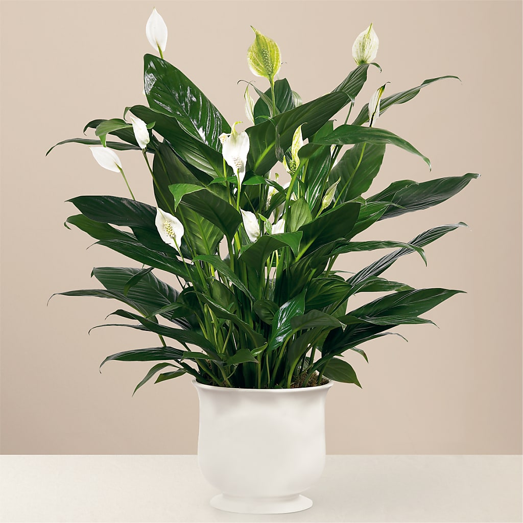 Comfort Planter – Executive Flowers, El Paso TX