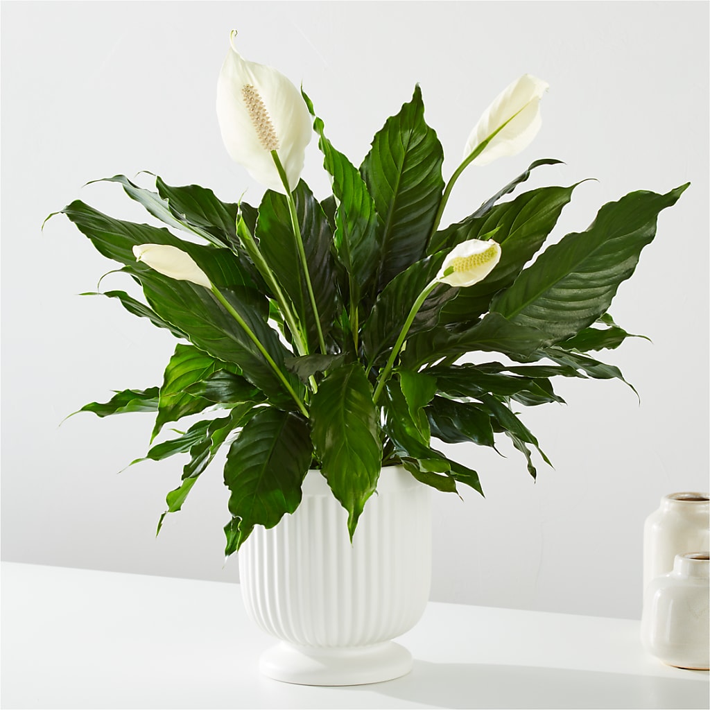 Comfort Planter – Executive Flowers, El Paso TX