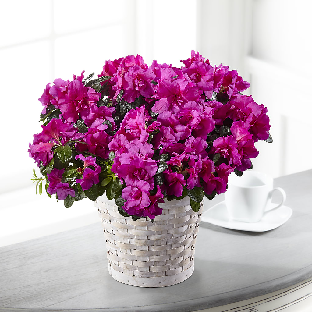 Hope & Serenity Azalea Plant – Executive Flowers, El Paso TX