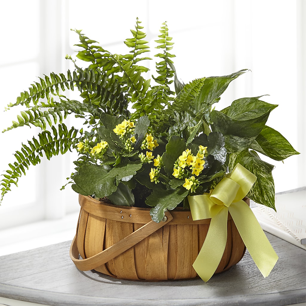 Always Dear Dishgarden – Executive Flowers, El Paso TX