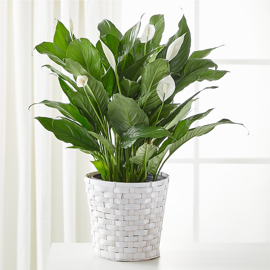 A New Leaf Peace Lily – Executive Flowers, El Paso TX