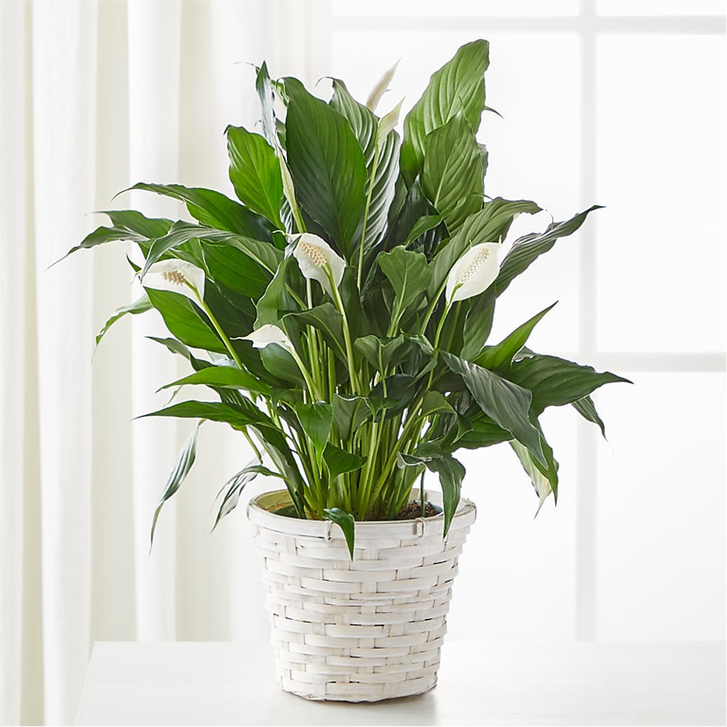 A New Leaf Peace Lily – Executive Flowers, El Paso TX