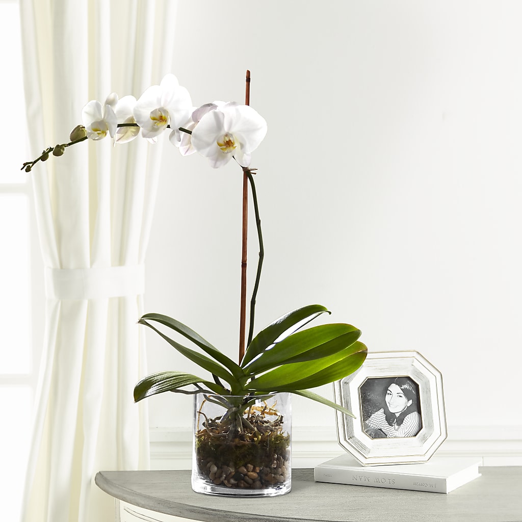 White Orchid Planter – Executive Flowers, El Paso TX