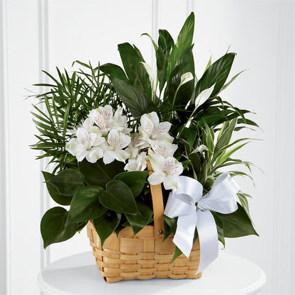 Peace & Serenity Dishgarden –  Executive Flowers, El Paso TX