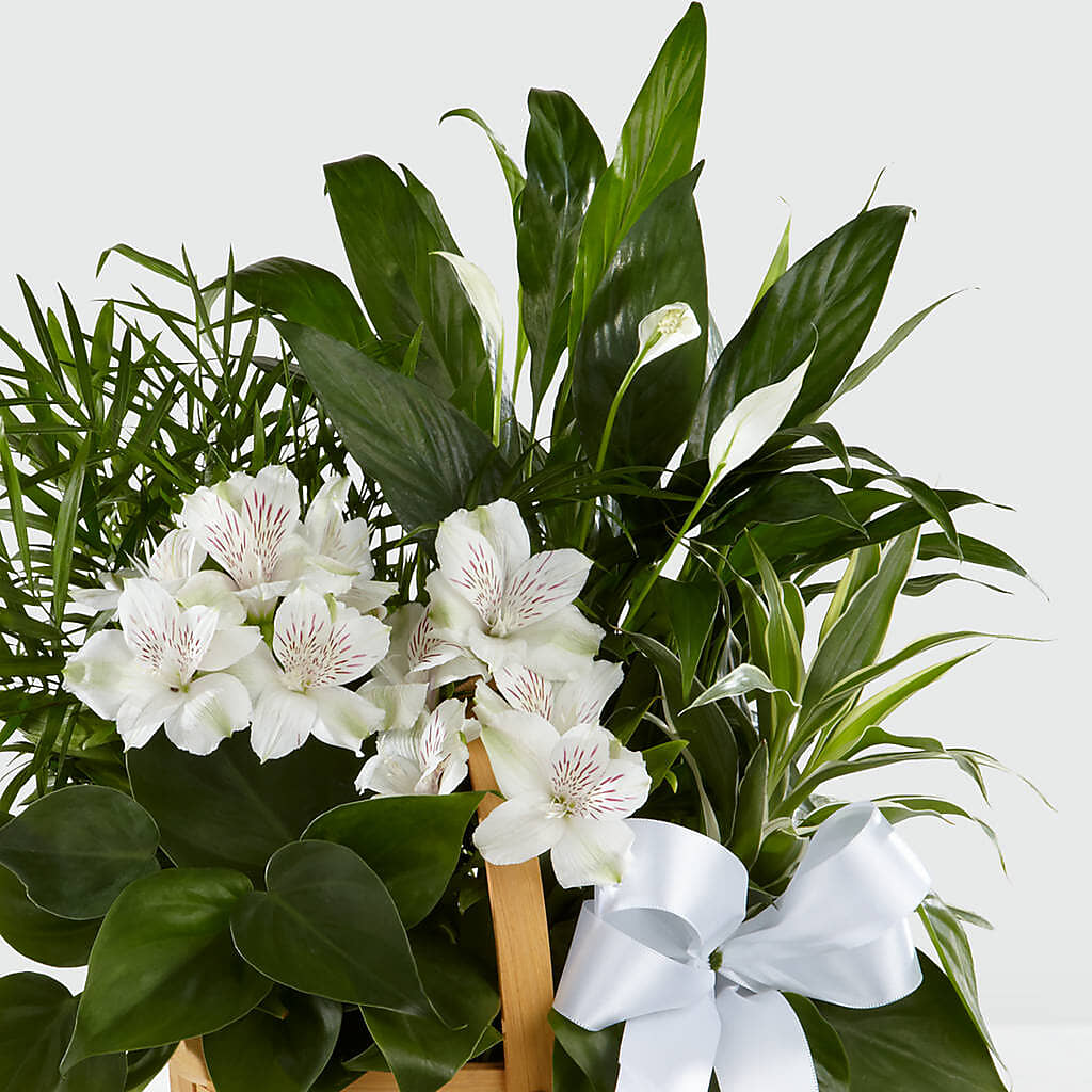 Peace & Serenity Dishgarden –  Executive Flowers, El Paso TX