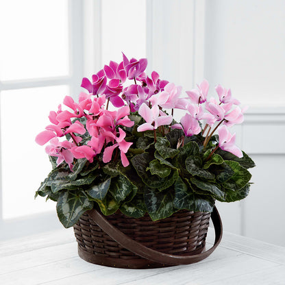 Mixed Cyclamen Planter –  Executive Flowers, El Paso TX