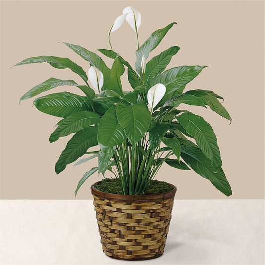 Tranquil Moments Peace Lily Plant –  Executive Flowers, El Paso TX