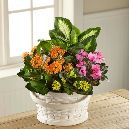 Color Crush Dishgarden –  Executive Flowers, El Paso TX