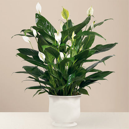 Comfort Planter –  Executive Flowers, El Paso TX