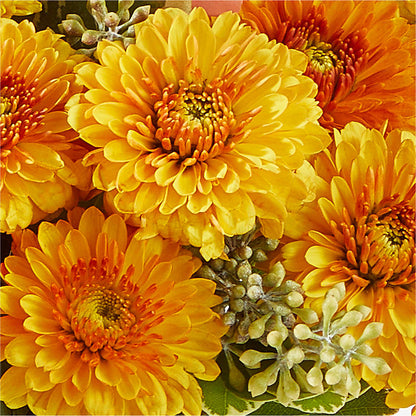 Peachy Pumpkin –  Executive Flowers, El Paso TX