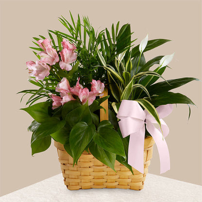 Living Spirit Dishgarden –  Executive Flowers, El Paso TX