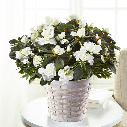 White Azalea Plant –  Executive Flowers, El Paso TX