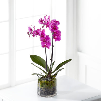 Pink Orchid Plant –  Executive Flowers, El Paso TX