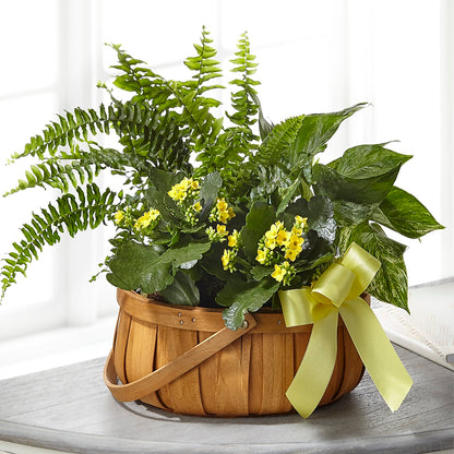 Always Dear Dishgarden –  Executive Flowers, El Paso TX