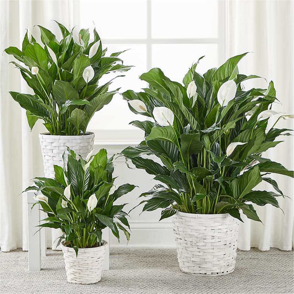 A New Leaf Peace Lily –  Executive Flowers, El Paso TX