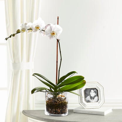 White Orchid Planter –  Executive Flowers, El Paso TX