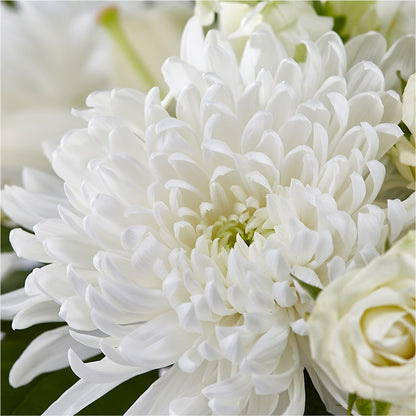 Classic Ivory – A Florist Original –  Executive Flowers, El Paso TX