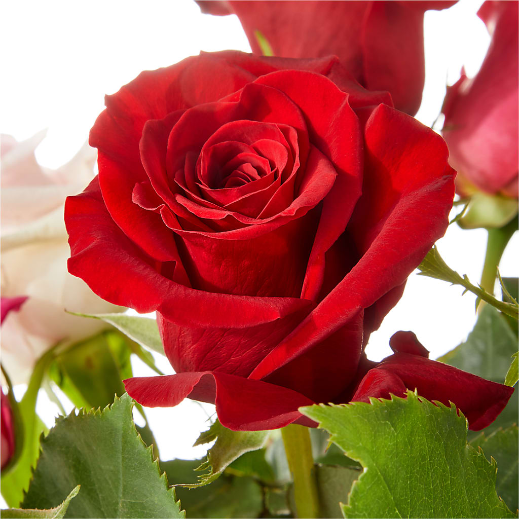 Love Notes Rose Bouquet –  Executive Flowers, El Paso TX